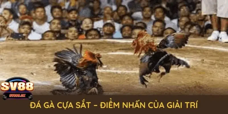 đá gà cựa sắt Những yếu tố tạo nên sự khác biệt của đá gà cựa sắt